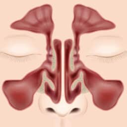Nasal sinuses anatomy medical vector illustration